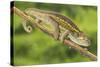 Ruwenzori Side Striped Chameleon Adult on a Branch-null-Stretched Canvas