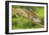 Ruwenzori Side Striped Chameleon Adult on a Branch-null-Framed Photographic Print