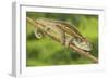 Ruwenzori Side Striped Chameleon Adult on a Branch-null-Framed Photographic Print