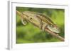 Ruwenzori Side Striped Chameleon Adult on a Branch-null-Framed Photographic Print