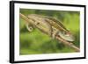 Ruwenzori Side Striped Chameleon Adult on a Branch-null-Framed Photographic Print