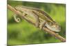 Ruwenzori Side Striped Chameleon Adult on a Branch-null-Mounted Photographic Print