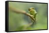 Ruwenzori Three Horned Chameleon Adult Female-null-Framed Stretched Canvas