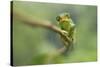 Ruwenzori Three Horned Chameleon Adult Female-null-Stretched Canvas