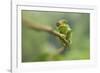 Ruwenzori Three Horned Chameleon Adult Female-null-Framed Photographic Print