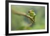 Ruwenzori Three Horned Chameleon Adult Female-null-Framed Photographic Print