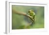 Ruwenzori Three Horned Chameleon Adult Female-null-Framed Photographic Print