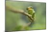 Ruwenzori Three Horned Chameleon Adult Female-null-Mounted Photographic Print