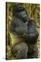 Rwanda. A silverback mountain gorilla at Volcanoes National Park.-Ralph H. Bendjebar-Stretched Canvas