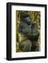 Rwanda. A silverback mountain gorilla at Volcanoes National Park.-Ralph H. Bendjebar-Framed Photographic Print