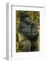 Rwanda. A silverback mountain gorilla at Volcanoes National Park.-Ralph H. Bendjebar-Framed Photographic Print