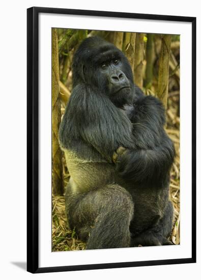 Rwanda. A silverback mountain gorilla at Volcanoes National Park.-Ralph H. Bendjebar-Framed Photographic Print