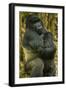 Rwanda. A silverback mountain gorilla at Volcanoes National Park.-Ralph H. Bendjebar-Framed Photographic Print