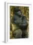 Rwanda. A silverback mountain gorilla at Volcanoes National Park.-Ralph H. Bendjebar-Framed Photographic Print