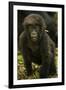 Rwanda. Juvenile mountain gorilla at Volcanoes National Park.-Ralph H. Bendjebar-Framed Photographic Print