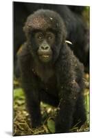 Rwanda. Juvenile mountain gorilla at Volcanoes National Park.-Ralph H. Bendjebar-Mounted Photographic Print