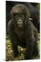 Rwanda. Juvenile mountain gorilla at Volcanoes National Park.-Ralph H. Bendjebar-Mounted Photographic Print