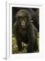 Rwanda. Juvenile mountain gorilla at Volcanoes National Park.-Ralph H. Bendjebar-Framed Photographic Print