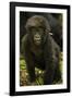 Rwanda. Juvenile mountain gorilla at Volcanoes National Park.-Ralph H. Bendjebar-Framed Photographic Print