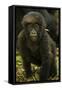 Rwanda. Juvenile mountain gorilla at Volcanoes National Park.-Ralph H. Bendjebar-Framed Stretched Canvas