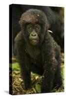 Rwanda. Juvenile mountain gorilla at Volcanoes National Park.-Ralph H. Bendjebar-Stretched Canvas