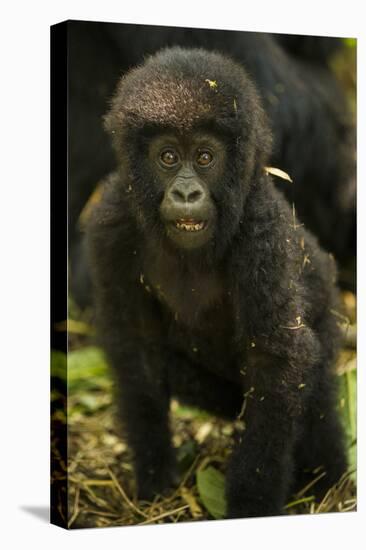 Rwanda. Juvenile mountain gorilla at Volcanoes National Park.-Ralph H. Bendjebar-Stretched Canvas