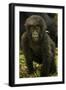 Rwanda. Juvenile mountain gorilla at Volcanoes National Park.-Ralph H. Bendjebar-Framed Photographic Print