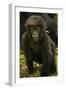 Rwanda. Juvenile mountain gorilla at Volcanoes National Park.-Ralph H. Bendjebar-Framed Photographic Print