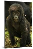 Rwanda. Juvenile mountain gorilla at Volcanoes National Park.-Ralph H. Bendjebar-Mounted Photographic Print