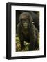 Rwanda. Juvenile mountain gorilla at Volcanoes National Park.-Ralph H. Bendjebar-Framed Photographic Print