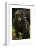 Rwanda. Juvenile mountain gorilla at Volcanoes National Park.-Ralph H. Bendjebar-Framed Photographic Print