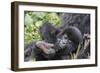 Rwanda, Volcanoes National Park, Ruhengeri, Kinigi. Mountain gorilla. Baby and mother.-Emily Wilson-Framed Photographic Print