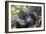 Rwanda, Volcanoes National Park, Ruhengeri, Kinigi. Mountain gorilla. Baby and mother.-Emily Wilson-Framed Photographic Print