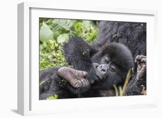 Rwanda, Volcanoes National Park, Ruhengeri, Kinigi. Mountain gorilla. Baby and mother.-Emily Wilson-Framed Photographic Print