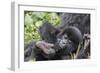 Rwanda, Volcanoes National Park, Ruhengeri, Kinigi. Mountain gorilla. Baby and mother.-Emily Wilson-Framed Photographic Print