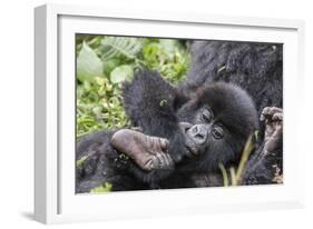 Rwanda, Volcanoes National Park, Ruhengeri, Kinigi. Mountain gorilla. Baby and mother.-Emily Wilson-Framed Photographic Print