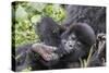 Rwanda, Volcanoes National Park, Ruhengeri, Kinigi. Mountain gorilla. Baby and mother.-Emily Wilson-Stretched Canvas