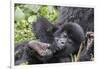 Rwanda, Volcanoes National Park, Ruhengeri, Kinigi. Mountain gorilla. Baby and mother.-Emily Wilson-Framed Photographic Print