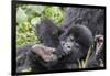 Rwanda, Volcanoes National Park, Ruhengeri, Kinigi. Mountain gorilla. Baby and mother.-Emily Wilson-Framed Photographic Print