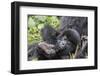 Rwanda, Volcanoes National Park, Ruhengeri, Kinigi. Mountain gorilla. Baby and mother.-Emily Wilson-Framed Premium Photographic Print