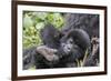 Rwanda, Volcanoes National Park, Ruhengeri, Kinigi. Mountain gorilla. Baby and mother.-Emily Wilson-Framed Photographic Print