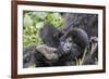 Rwanda, Volcanoes National Park, Ruhengeri, Kinigi. Mountain gorilla. Baby and mother.-Emily Wilson-Framed Photographic Print