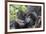 Rwanda, Volcanoes National Park, Ruhengeri, Kinigi. Mountain gorilla. Baby and mother.-Emily Wilson-Framed Photographic Print