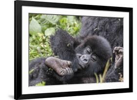 Rwanda, Volcanoes National Park, Ruhengeri, Kinigi. Mountain gorilla. Baby and mother.-Emily Wilson-Framed Photographic Print