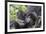 Rwanda, Volcanoes National Park, Ruhengeri, Kinigi. Mountain gorilla. Baby and mother.-Emily Wilson-Framed Photographic Print