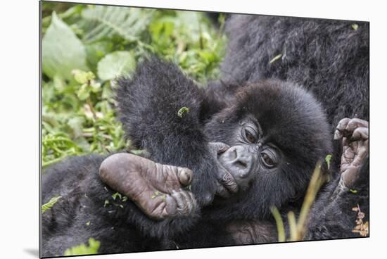 Rwanda, Volcanoes National Park, Ruhengeri, Kinigi. Mountain gorilla. Baby and mother.-Emily Wilson-Mounted Photographic Print