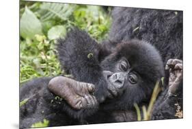 Rwanda, Volcanoes National Park, Ruhengeri, Kinigi. Mountain gorilla. Baby and mother.-Emily Wilson-Mounted Photographic Print