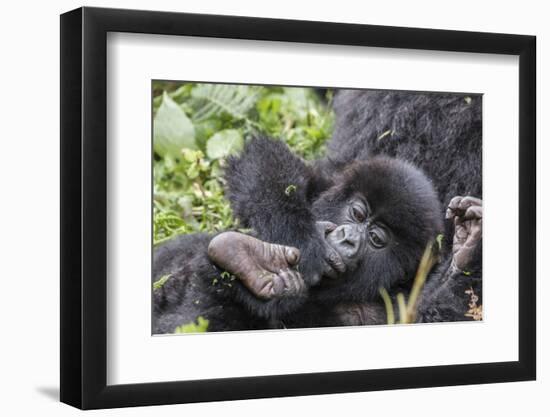 Rwanda, Volcanoes National Park, Ruhengeri, Kinigi. Mountain gorilla. Baby and mother.-Emily Wilson-Framed Photographic Print