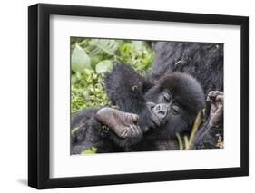 Rwanda, Volcanoes National Park, Ruhengeri, Kinigi. Mountain gorilla. Baby and mother.-Emily Wilson-Framed Photographic Print