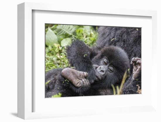 Rwanda, Volcanoes National Park, Ruhengeri, Kinigi. Mountain gorilla. Baby and mother.-Emily Wilson-Framed Photographic Print